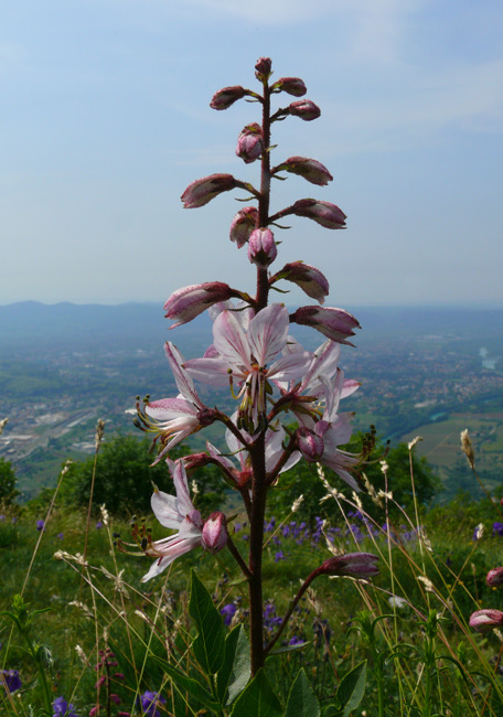 Dictamnus albus - Dittamo